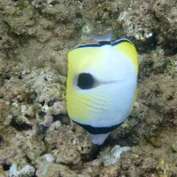 Limespot Butterflyfish, photo 12