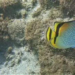 Criss-cross Butterflyfish