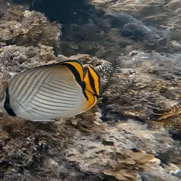 Criss-cross Butterflyfish, photo 2