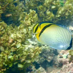 Criss-cross Butterflyfish, photo 3