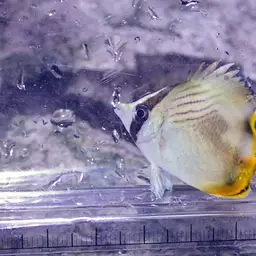 Criss-cross Butterflyfish, photo 4