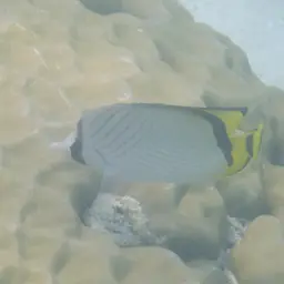 Criss-cross Butterflyfish, photo 5