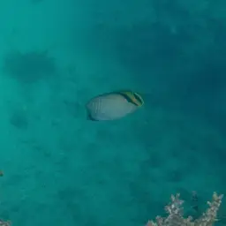 Criss-cross Butterflyfish, photo 6