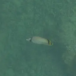 Criss-cross Butterflyfish, photo 7