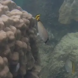 Criss-cross Butterflyfish, photo 8