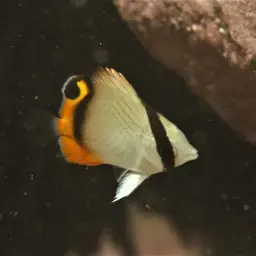 Criss-cross Butterflyfish, photo 9