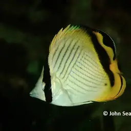 Criss-cross Butterflyfish, photo 10
