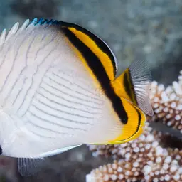 Criss-cross Butterflyfish, photo 11