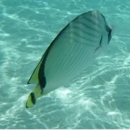 Criss-cross Butterflyfish, photo 12