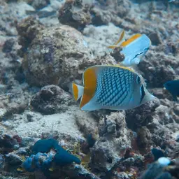 Cross-hatch Butterflyfish