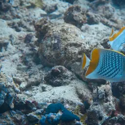 Cross-hatch Butterflyfish, photo 2