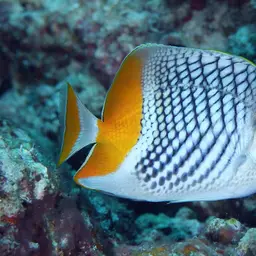 Cross-hatch Butterflyfish, photo 3
