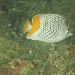Cross-hatch Butterflyfish, photo 4