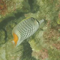Cross-hatch Butterflyfish, photo 5