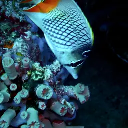 Cross-hatch Butterflyfish, photo 6