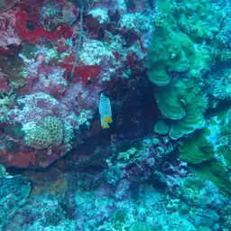 Cross-hatch Butterflyfish, photo 7