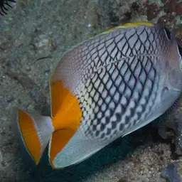 Cross-hatch Butterflyfish, photo 8