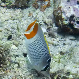 Cross-hatch Butterflyfish, photo 9