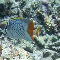 Cross-hatch Butterflyfish, photo 10