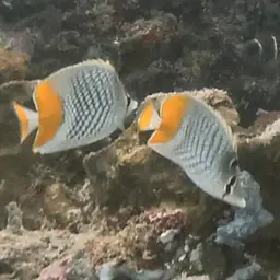 Cross-hatch Butterflyfish, photo 11
