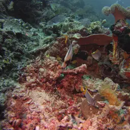 Cross-hatch Butterflyfish, photo 12