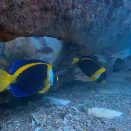 Scribbled Angelfish, photo 2