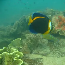 Scribbled Angelfish, photo 3