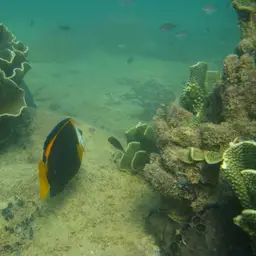 Scribbled Angelfish, photo 4