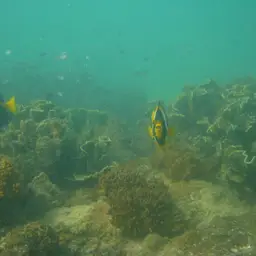 Scribbled Angelfish, photo 5