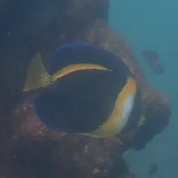 Scribbled Angelfish, photo 6