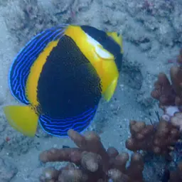 Scribbled Angelfish, photo 1