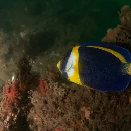 Scribbled Angelfish, photo 7