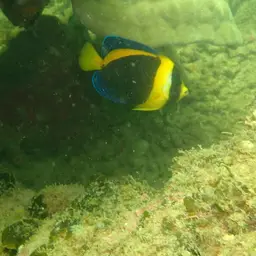 Scribbled Angelfish, photo 8