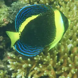 Scribbled Angelfish, photo 9