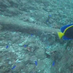 Scribbled Angelfish, photo 10