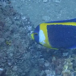 Scribbled Angelfish, photo 11