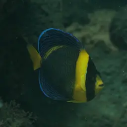 Scribbled Angelfish, photo 12