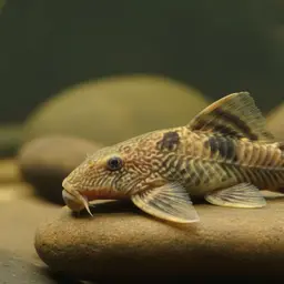 Blonde Bulldog Pleco