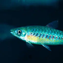 Tucan Fish, photo 1