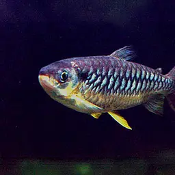 Tucan Fish, photo 3