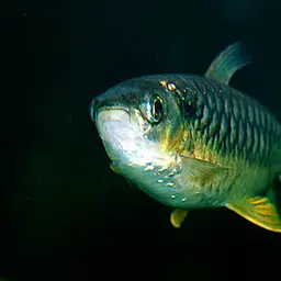 Tucan Fish, photo 4