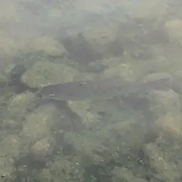 Tucan Fish, photo 6