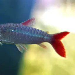 Pinktailed Characin, photo 1