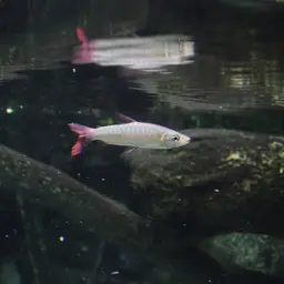 Pinktailed Characin, photo 2