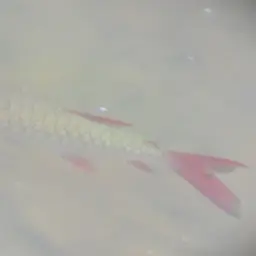 Pinktailed Characin, photo 3