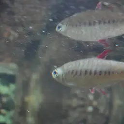 Pinktailed Characin, photo 5
