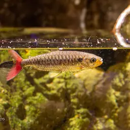 Pinktailed Characin, photo 6
