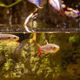 Pinktailed Characin, photo 7