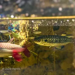 Pinktailed Characin, photo 8