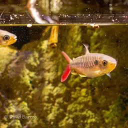 Pinktailed Characin, photo 9